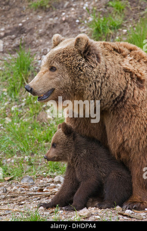 Eurasian orso bruno / Europea l'orso bruno (Ursus arctos arctos) madre con cub Foto Stock