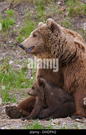 Eurasian orso bruno / Europea l'orso bruno (Ursus arctos arctos) madre con cub Foto Stock