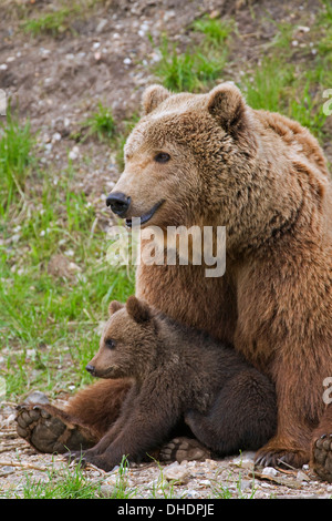 Eurasian orso bruno / Europea l'orso bruno (Ursus arctos arctos) madre con cub Foto Stock