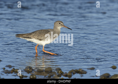 Redshank Tringa totanus - inverno adulto. Foto Stock