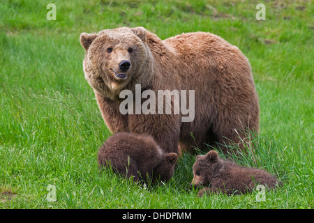 Eurasian orso bruno / Europea l'orso bruno (Ursus arctos arctos) madre con due Lupetti nella prateria Foto Stock