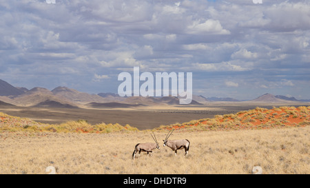 Gemsbok (Oryx gazella) sulle dune del NamibRand Riserva Naturale, Namib Desert, Namibia, Africa Foto Stock