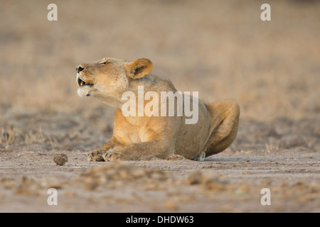 Leonessa (Panthera leo) roaring Foto Stock