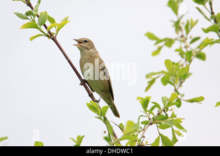 Sylvia borin, giardino trillo Foto Stock