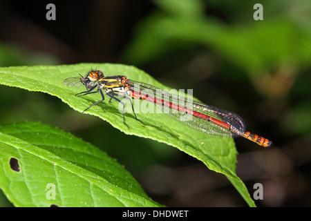 Pyrrhosoma nymphula, Grandi Damselfly rosso Foto Stock