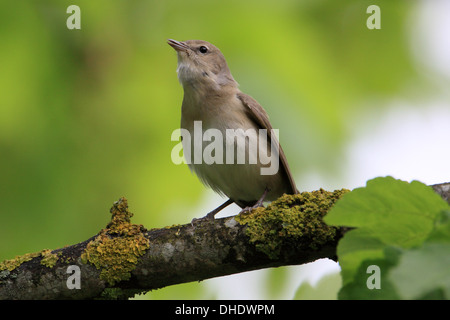 Sylvia borin, giardino trillo Foto Stock