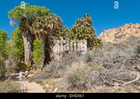 California, Joshua Tree National Park, pioppi neri americani molla, ventola California Palm & pioppi neri americani alberi Foto Stock