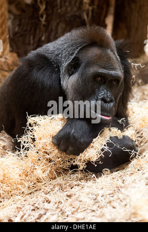 Western pianura gorilla, lo Zoo di Londra, Inghilterra, Regno Unito. Foto Stock