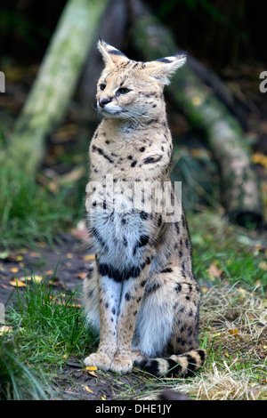 Serval (Leptailurus serval), lo Zoo di Londra, Inghilterra, Regno Unito. Foto Stock