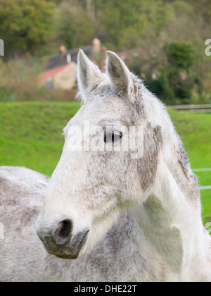 Ritratto di un cavallo grigio Foto Stock