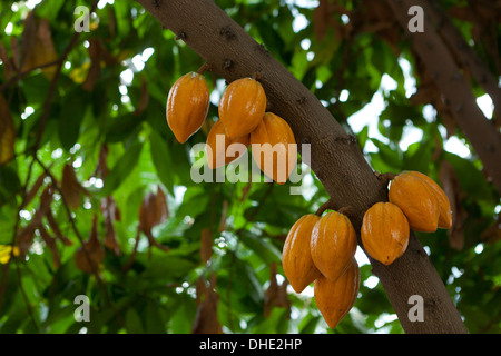 Mature baccelli di cacao su tree (cacao) - USA Foto Stock