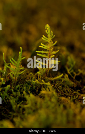 Mountain Fern moss (Hylocomium splenens) closeup - California USA Foto Stock