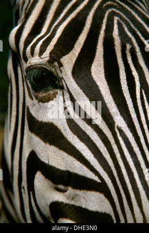 In prossimità di una zebra del volto che mostra le strisce che scorre intorno all'occhio. Foto Stock