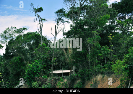 Regenwald, Pará, Brasilien. Foto Stock