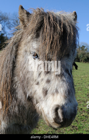 Americano di cavalli in miniatura (Equus caballus) testa vicino, Wiltshire, Regno Unito, Marzo. Foto Stock