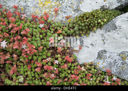 Inglese Stonecrop, Sedum anglicum, crescente tra il lichen rocce coperte sul Parco Nazionale di Dartmoor. Foto Stock