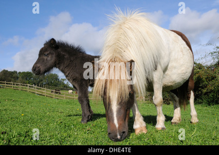 Americano di cavalli in miniatura (Equus caballus) mare pascolano in un paddock erboso accanto al suo puledro, Wiltshire, Regno Unito, Settembre. Foto Stock