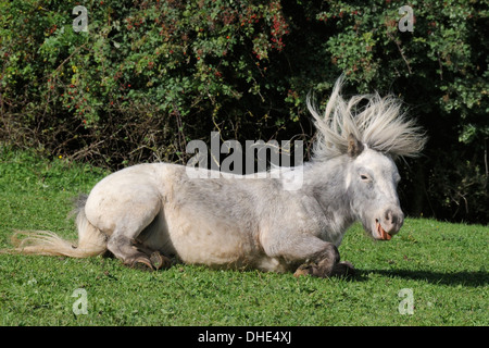 Americano di cavalli in miniatura (Equus caballus) con le sue mane battenti dopo la laminazione sulla sua schiena su pascoli erbosi, Wiltshire, Regno Unito. Foto Stock
