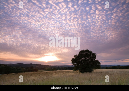 Una quercia si erge stagliano contro un cielo drammatico nel mezzo di un prato di fieno, Malvern Foto Stock