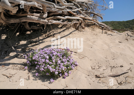 Mare rocket (Cakile maritima) ammassarsi fioritura in duna di sabbia dietro una spiaggia vicino a un mucchio di driftwood, Tizzano, Corsica, Francia. Foto Stock
