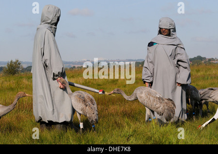 Giovani Comune / Gru eurasiatica (grus grus) becchettare in corrispondenza di un adulto gru testa modello subito dopo il rilascio sul Somerset livelli. Foto Stock