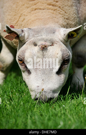 Ram Beltex erba di pascolo. Cumbria, Regno Unito Foto Stock