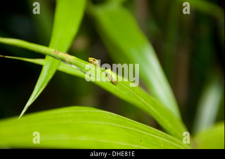 Due piccoli dwarf Rane di albero su una foglia in un giardino tropicale. Foto Stock