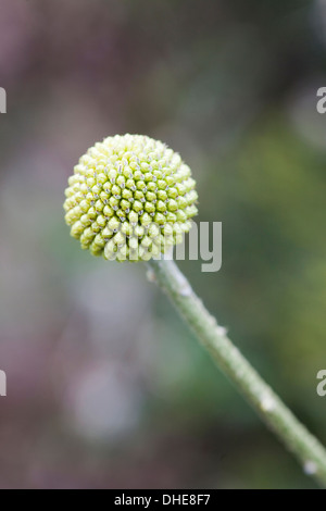 Un billy fiore pulsanti testa contro un giardino sfocata sullo sfondo. Foto Stock