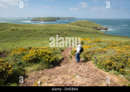 Parco dei cervi e Skomer Island, Marloes Penisola, Pembrokeshire, Wales, Regno Unito, Europa Foto Stock