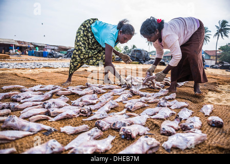 Le donne che lavorano a Negombo mercato del pesce (Lellama mercato del pesce), Negombo, nella costa occidentale dello Sri Lanka, in Asia Foto Stock