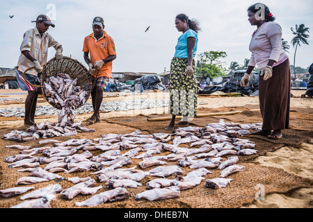 Lavoratori a Negombo mercato del pesce (Lellama mercato del pesce), Negombo, nella costa occidentale dello Sri Lanka, in Asia Foto Stock