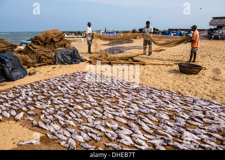 I pescatori asciugando fuori le reti da pesca a Negombo mercato del pesce (Lellama mercato del pesce), Negombo, nella costa occidentale dello Sri Lanka, in Asia Foto Stock