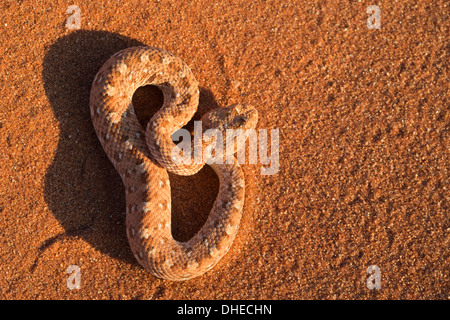 Peringuey il sommatore (sidewinding sommatore) (Bitis peringueyi), Namib Desert, Namibia, Africa Foto Stock