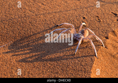 Dancing white lady spider (Leucorchestris arenicola), Namib Desert, Namibia, Africa Foto Stock
