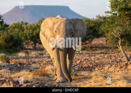 Elefante africano (Loxodonta africana), Damaraland, Kunene, Namibia, Africa Foto Stock