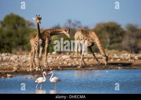 Giraffe (Giraffa camelopardalis) , maggiore i fenicotteri (Phoenicopterus ruber), il Parco Nazionale di Etosha, Namibia, Africa Foto Stock