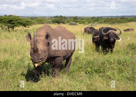 Il rinoceronte nero (Diceros simum) maschio, Phinda private game reserve KwaZulu Natal, Sud Africa e Africa Foto Stock