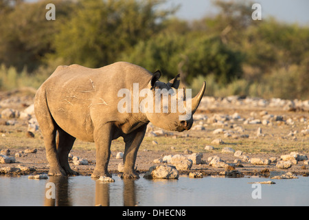 Il rinoceronte nero (Diceros simum), il Parco Nazionale di Etosha, Namibia, Africa Foto Stock