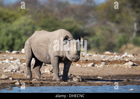Il rinoceronte nero (Diceros simum), il Parco Nazionale di Etosha, Namibia, Africa Foto Stock