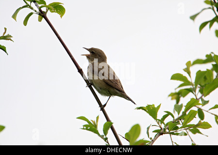 Sylvia borin, giardino trillo Foto Stock