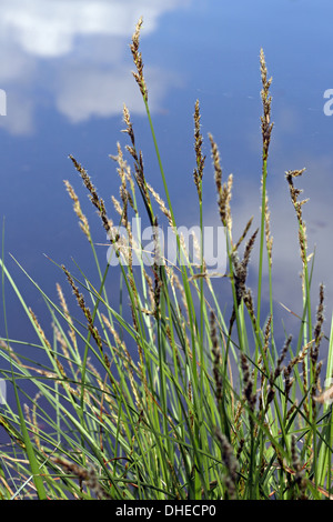 Carex elata (syn. stricta), Tussock sedge Foto Stock