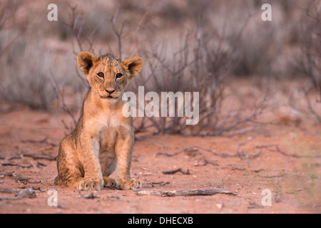 Lion cub (Panthera leo), Kgalagadi Parco transfrontaliero, Sud Africa e Africa Foto Stock