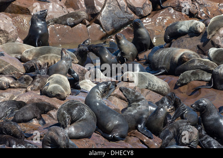 South African (capo) foche (Arctocephalus pusillus pusillus), Cape Cross colonia di allevamento, Namibia, Africa Foto Stock