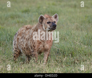 Spotted hyena (spotted hyaena) (Crocuta crocuta), il cratere di Ngorongoro, Tanzania, Africa orientale, Africa Foto Stock