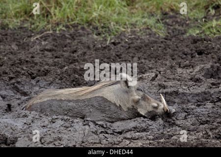 Warthog (Phacochoerus aethiopicus) bagni di fango, il cratere di Ngorongoro, Tanzania, Africa orientale, Africa Foto Stock