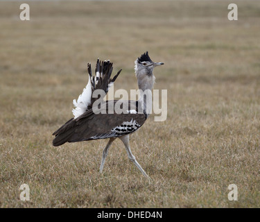 Kori maschio bustard (Ardeotis kori) visualizzazione, il cratere di Ngorongoro, Tanzania, Africa orientale, Africa Foto Stock