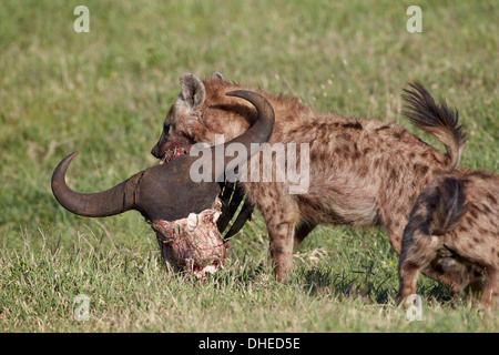 Avvistato Iena o Spotted Hyaena (Crocuta crocuta) con un capo Buffalo cranio, il cratere di Ngorongoro, Tanzania Foto Stock