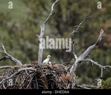 Aquila reale (Aquila chrysaetos) chick tra 16 e 18 giorni, Stillwater County, Montana, USA Foto Stock