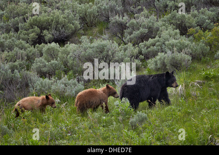 Black Bear (Ursus americanus) sow e due cannella yearling cubs, il Parco Nazionale di Yellowstone, UNESCO, Wyoming USA Foto Stock