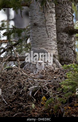 Grande gufo grigio (grande gufo grigio) (Strix nebulosa) femmina e 8 giorno di età pulcino, il Parco Nazionale di Yellowstone, Wyoming USA Foto Stock